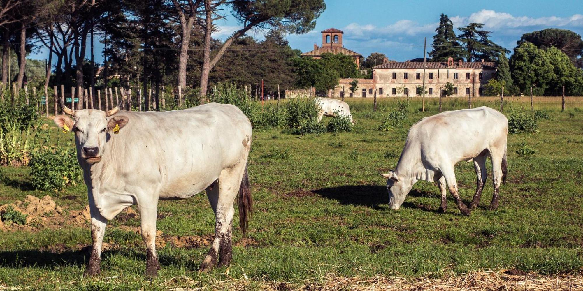 Tenuta La Fratta Sinalunga Luaran gambar